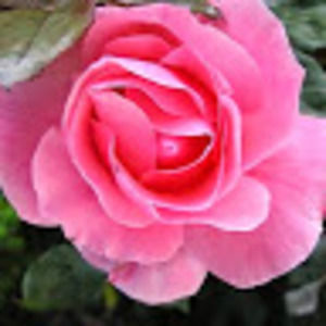 Meet your Posher, Catherine